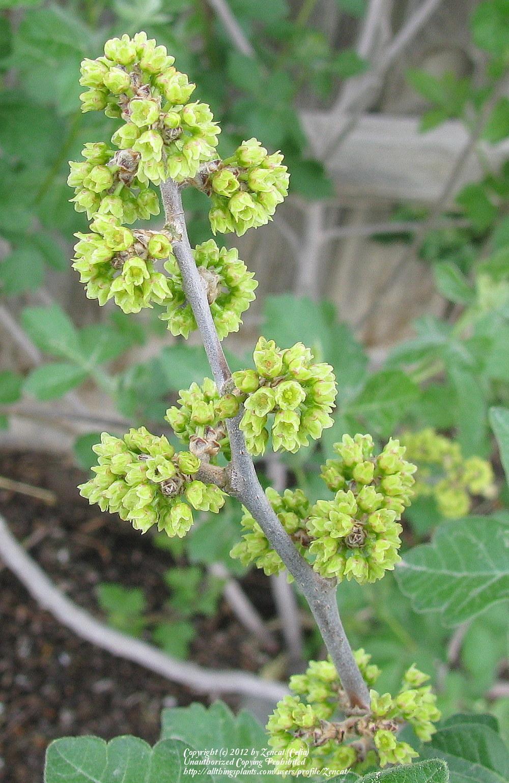 Photo of the bloom of Fragrant Sumac (Rhus aromatica) posted by Zencat