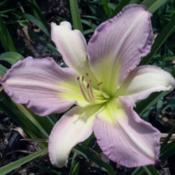 Photo Courtesy of Earlybird Daylilies. Used with Permission.