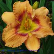 Photo Courtesy of Mr. Fancy Plants Daylily Nursery Used with Perm