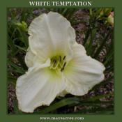 Photo Courtesy of May's Acres Daylilies. Used with Perm