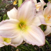 Photo Courtesy of May's Acres Daylilies. Used with Permission.