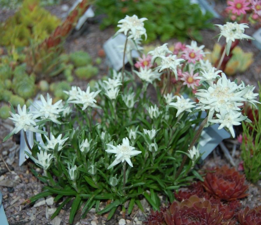 The Green Pages Edelweiss Perennials