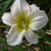 Photo Courtesy of Nottawasaga Daylilies. Used with Perm