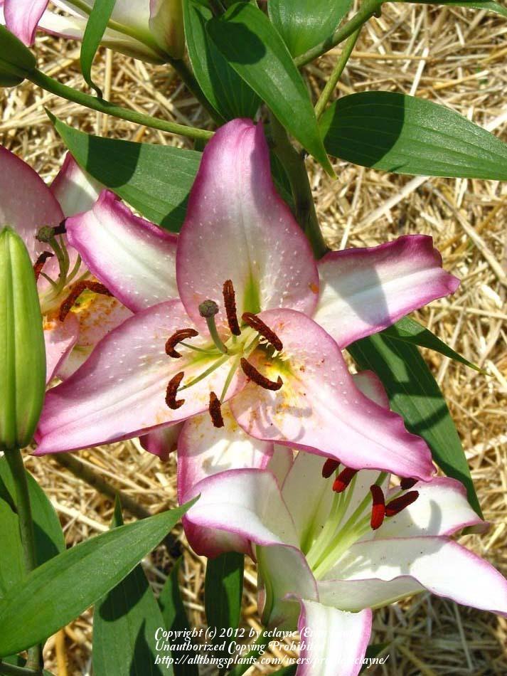 Photo of the bloom of Lily (Lilium 'Hotline') posted by eclayne
