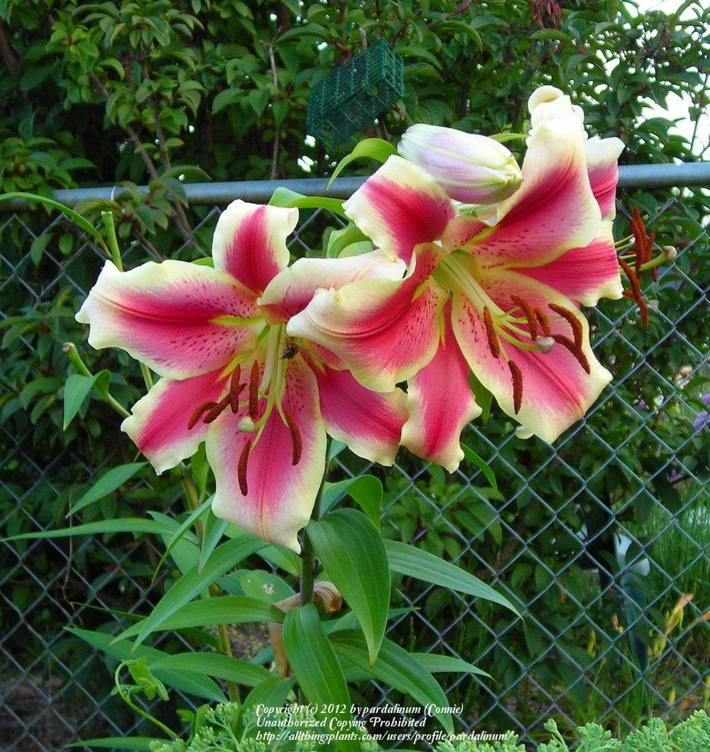 Photo of the bloom of Lily (Lilium 'Holland Beauty') posted by