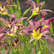 Photo courtesy of Karen Newman, Delano Daylilies