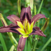 Photo courtesy of Karen Newman, Delano Daylilies
