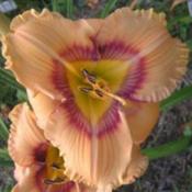 Photo Courtesy of Cheryl's Daylilies. Used with Permission