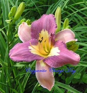 Daylily (Hemerocallis #39 Venetian Magistrate #39 ) in the Daylilies Database