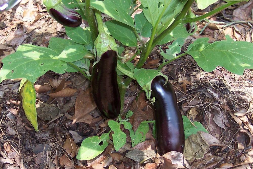 Eggplant (Solanum melongena 'Vittoria') in the Eggplants Database