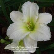 Courtesy of Peace on Earth Gardens Used with permission