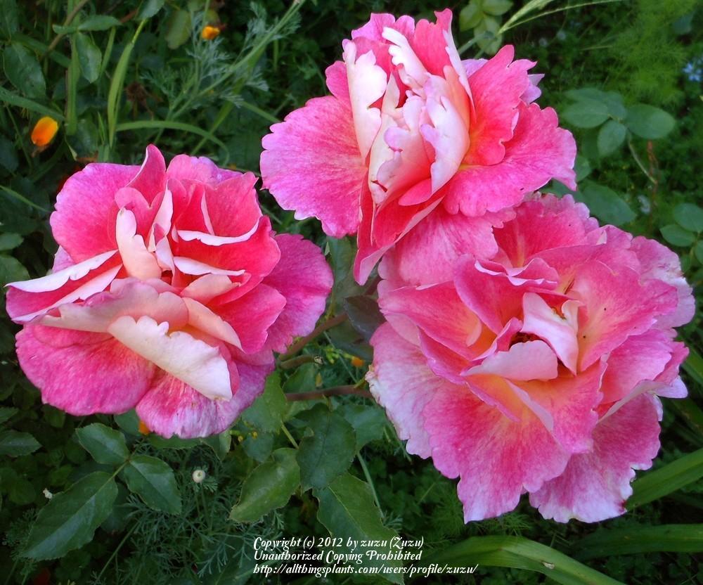 Photo of the bloom of Rose (Rosa 'Prairie Sunset') posted by zuzu