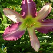 Location: Melvindale, Mi. 48122Date: July 2012