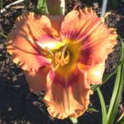 Photo Courtesy of Nottawasaga Daylilies. Used with Permission.
