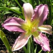 Photo Courtesy of Cheryl's Daylilies. Used with Permission
