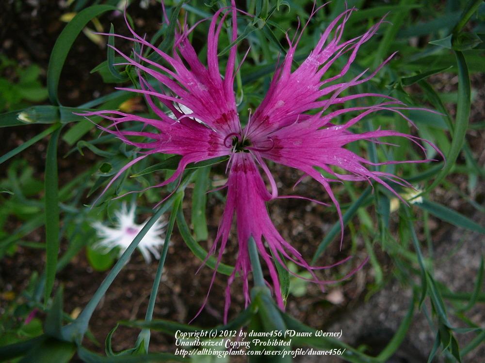 Photo of the bloom of Dianthus ‘Spooky Mix’ posted by duane456 - Garden.org