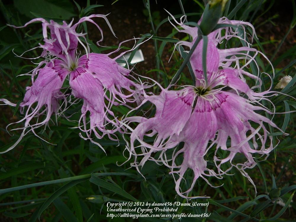 Photo of the bloom of Dianthus ‘Spooky Mix’ posted by duane456 - Garden.org