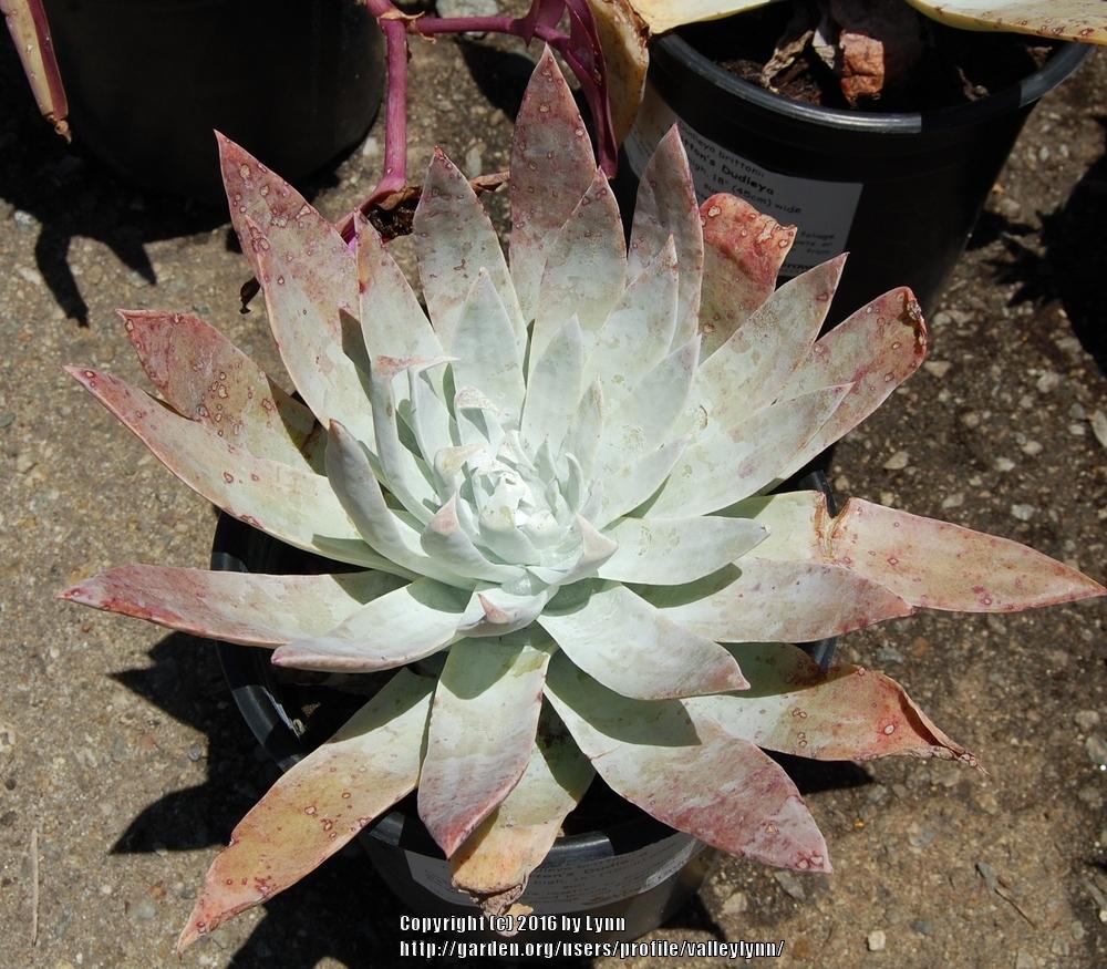 Photo of the leaves of Giant Chalk Dudleya (Dudleya brittonii) posted