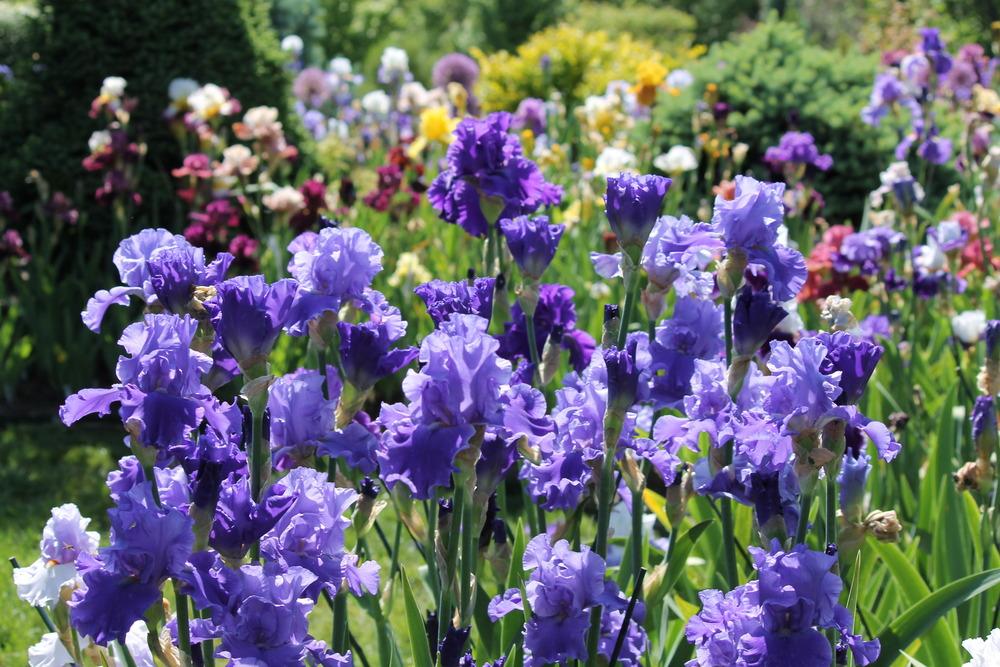 Photo of the bloom of Tall Bearded Iris (Iris 'Jazz Me Blue') posted by