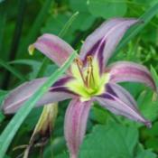 Photo Courtesy of Cheryl's Daylilies. Used with Permission