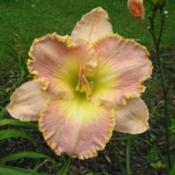 Photo Courtesy of Cheryl's Daylilies. Used with Permission