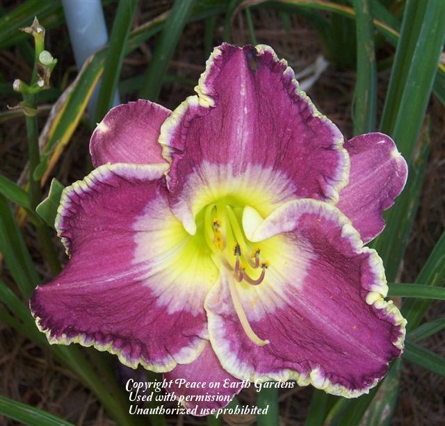 Daylily (Hemerocallis 'Royal Triumph') in the Daylilies Database
