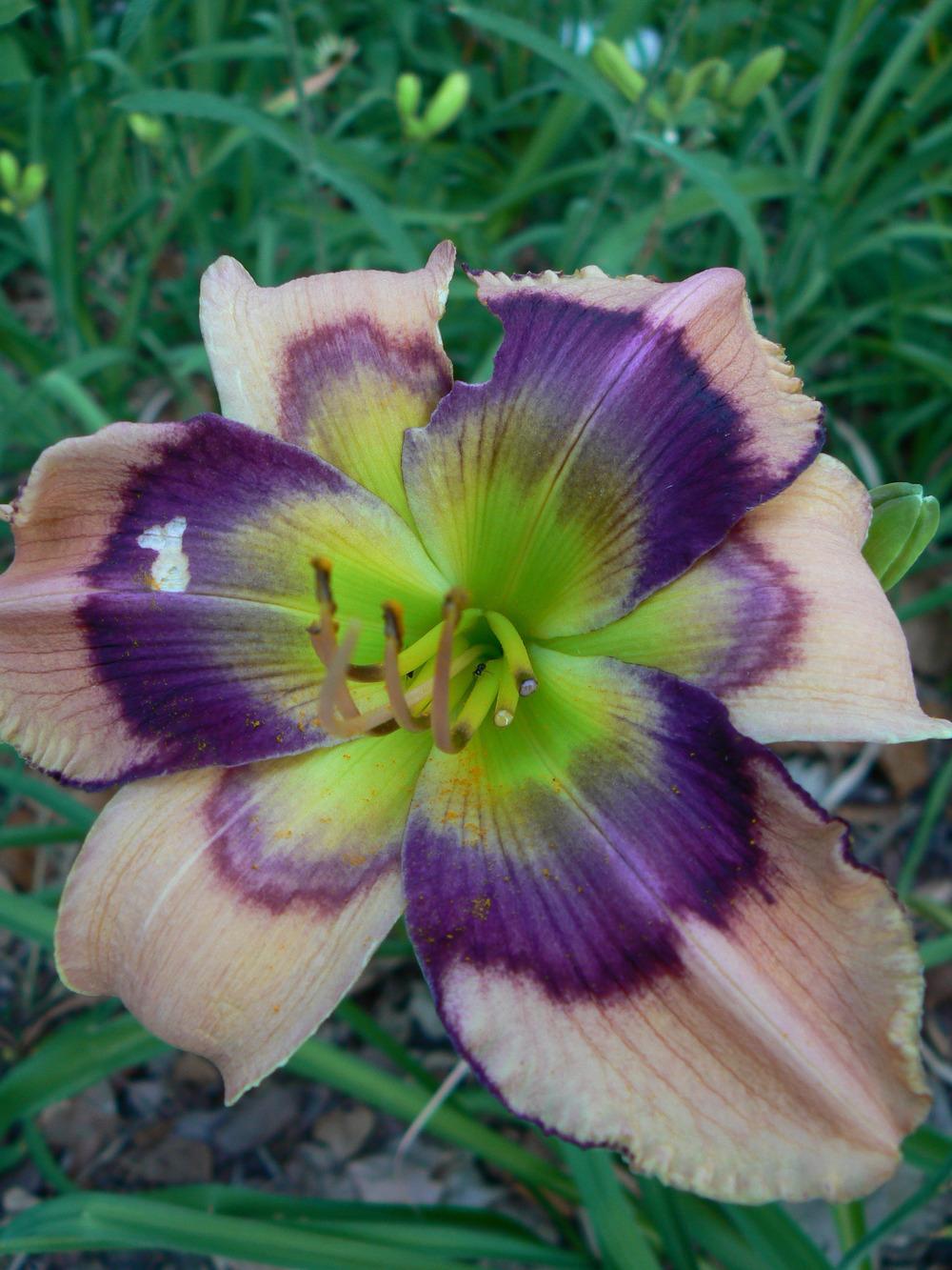 Daylily (Hemerocallis 'Butterflies and Rainbows') in the Daylilies