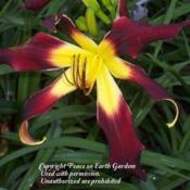 Courtesy of Peace on Earth Gardens Used with permission