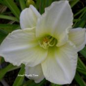 Photo Courtesy of Island Daylily Farm. Used with Permis