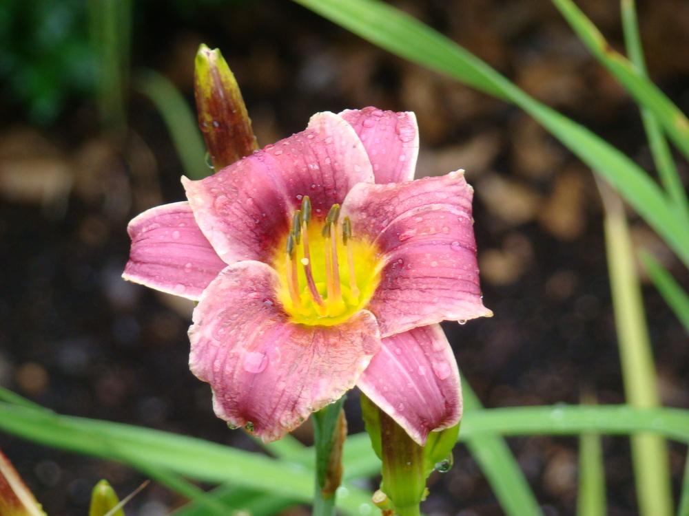 Photo of the bloom of Daylily (Hemerocallis 'Little Missy') posted by