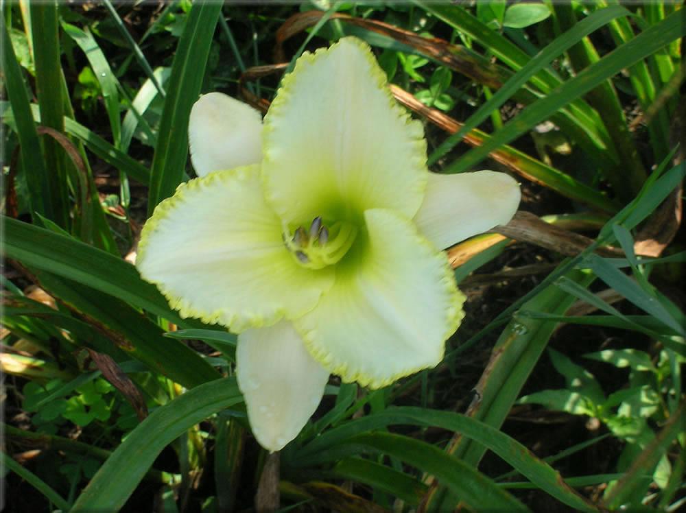 Photo of the bloom of Daylily (Hemerocallis 'Blizzard Bay') posted by