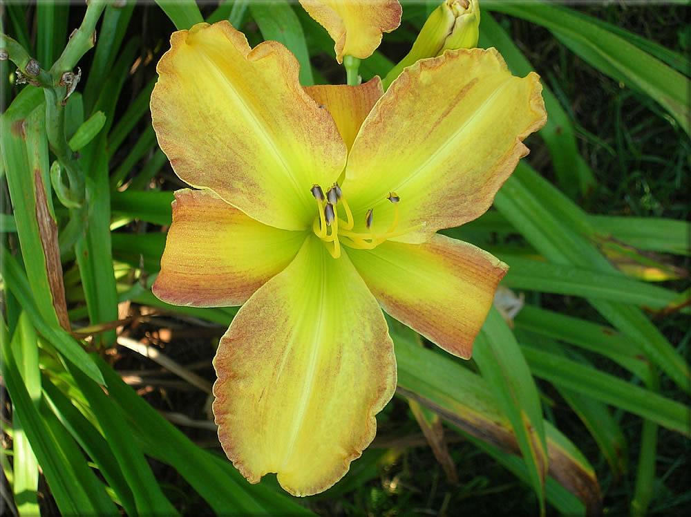 Photo of the bloom of Daylily (Hemerocallis 'Candlelight Gala') posted