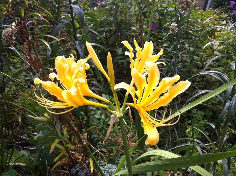 Surprise Lilies (Lycoris) Plant Care and Collection of Varieties