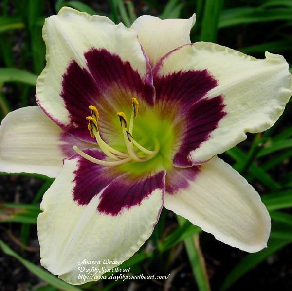 Photo of the bloom of Daylily (Hemerocallis ‘Moonlit Masquerade