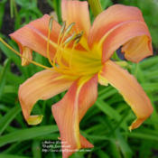 Photo Courtesy of Daylily Sweetheart. Used with Permission.