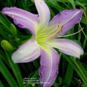 Photo Courtesy of Daylily Sweetheart. Used with Permission.