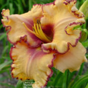 Photo Courtesy of Daylily Sweetheart. Used with Permission.
