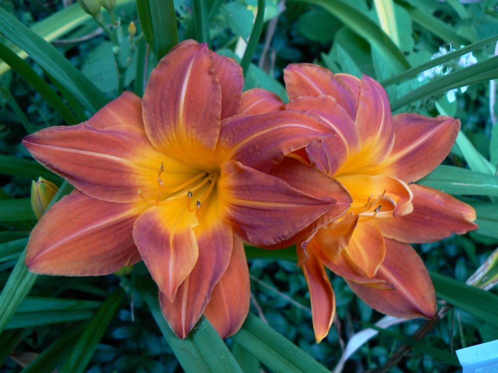 Daylily (Hemerocallis 'Mayan') in the Daylilies Database