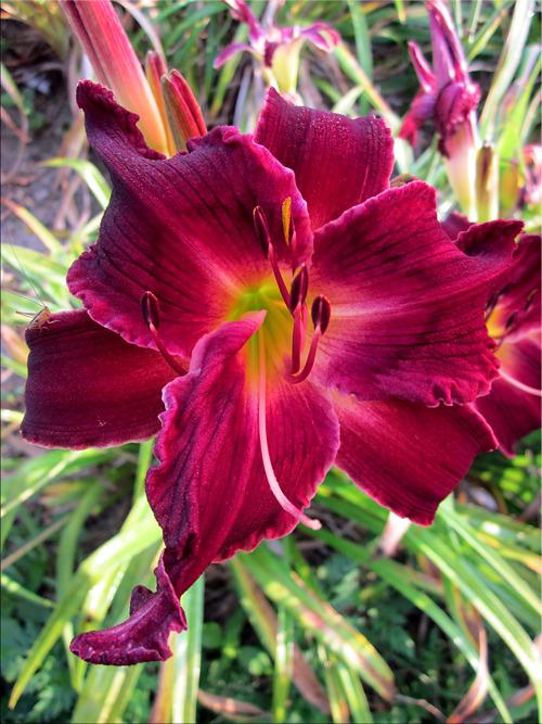 Photo of the bloom of Daylily (Hemerocallis 'Chocolate Cherry Dreams