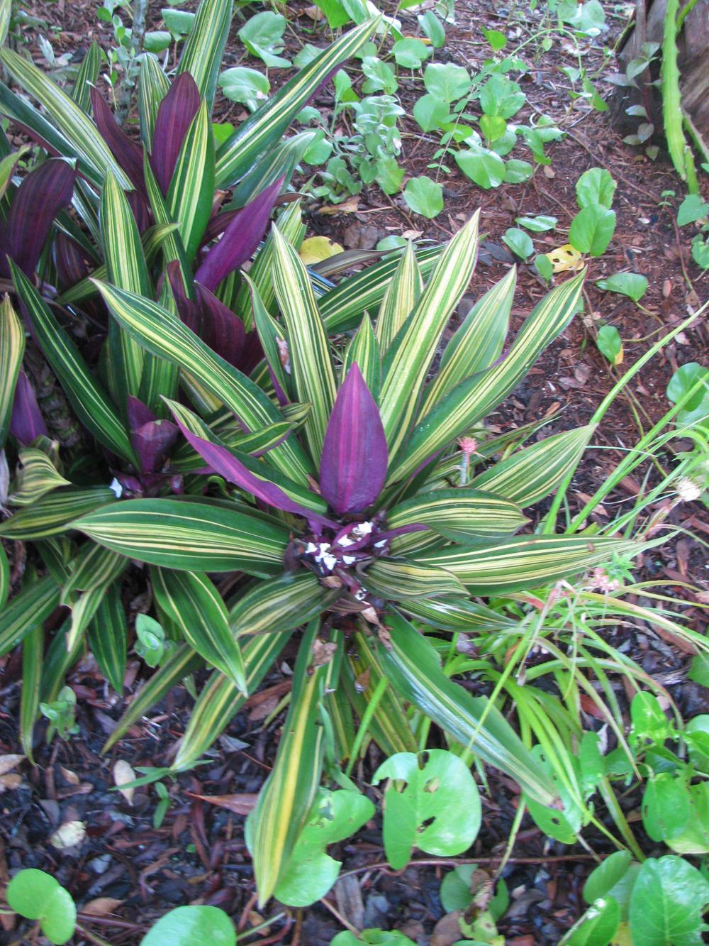 Photo of the entire plant of Oyster Plant (Tradescantia spathacea