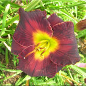 Courtesy of Quarles Daylilies Used with Permission