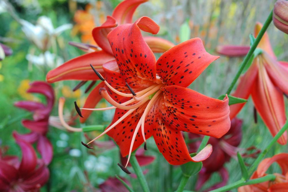 Photo of the bloom of Lily (Lilium 'Nutcracker') posted by bearsearch