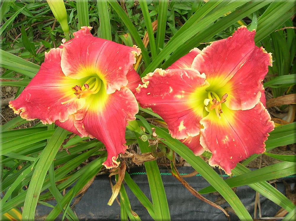 Photo of the bloom of Daylily (Hemerocallis 'Holiday Charmer') posted