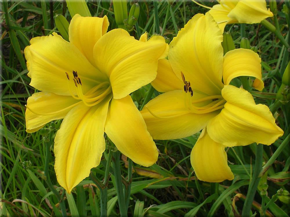 Photo of the bloom of Daylily (Hemerocallis 'Goldner's Bouquet') posted
