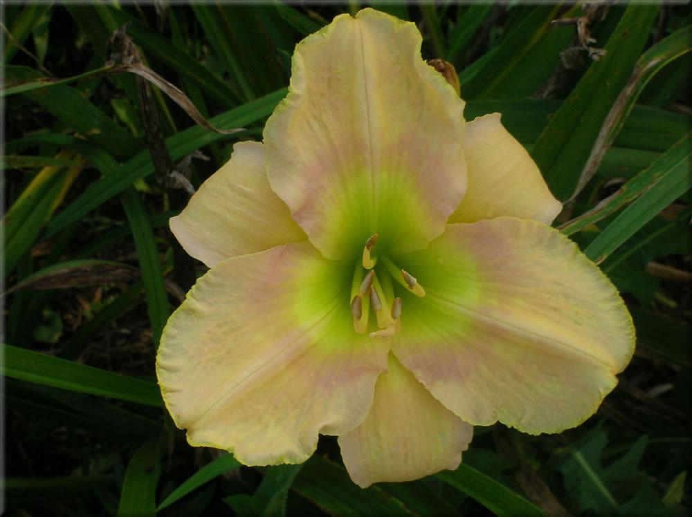 Photo of the bloom of Daylily (Hemerocallis 'Graceland') posted by vic