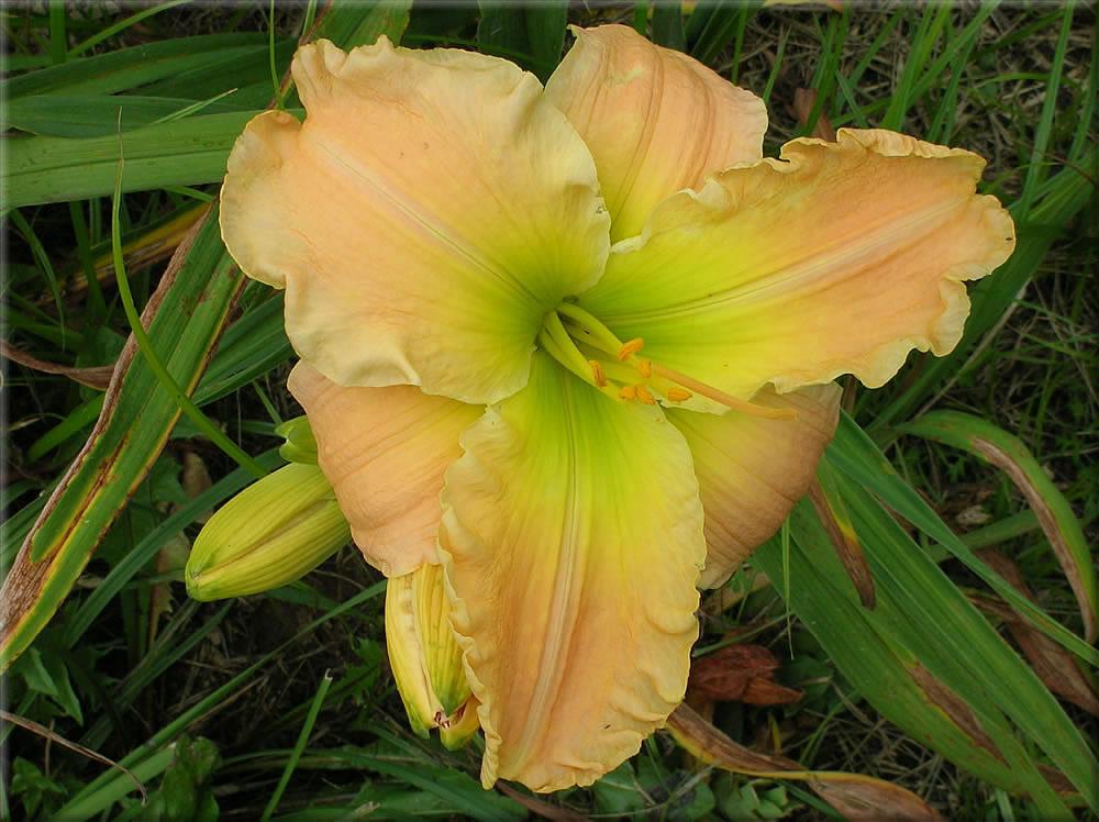 Photo of the bloom of Daylily (Hemerocallis 'Jealous Refinement