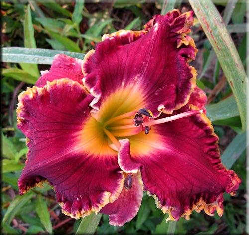 Daylily (Hemerocallis 'Magnificent Grape') in the Daylilies Database ...