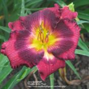 Photo Courtesy of Daylilies by the Pond. Used with Permission.