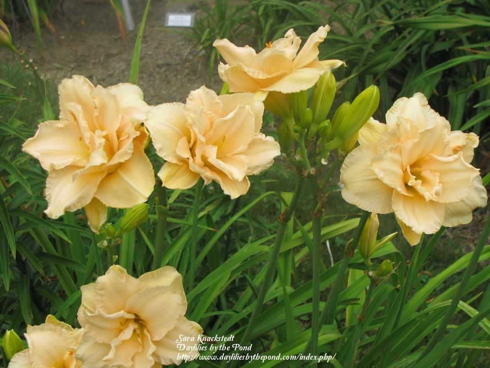 Photo of the entire plant of Daylily (Hemerocallis 'Land of Cotton