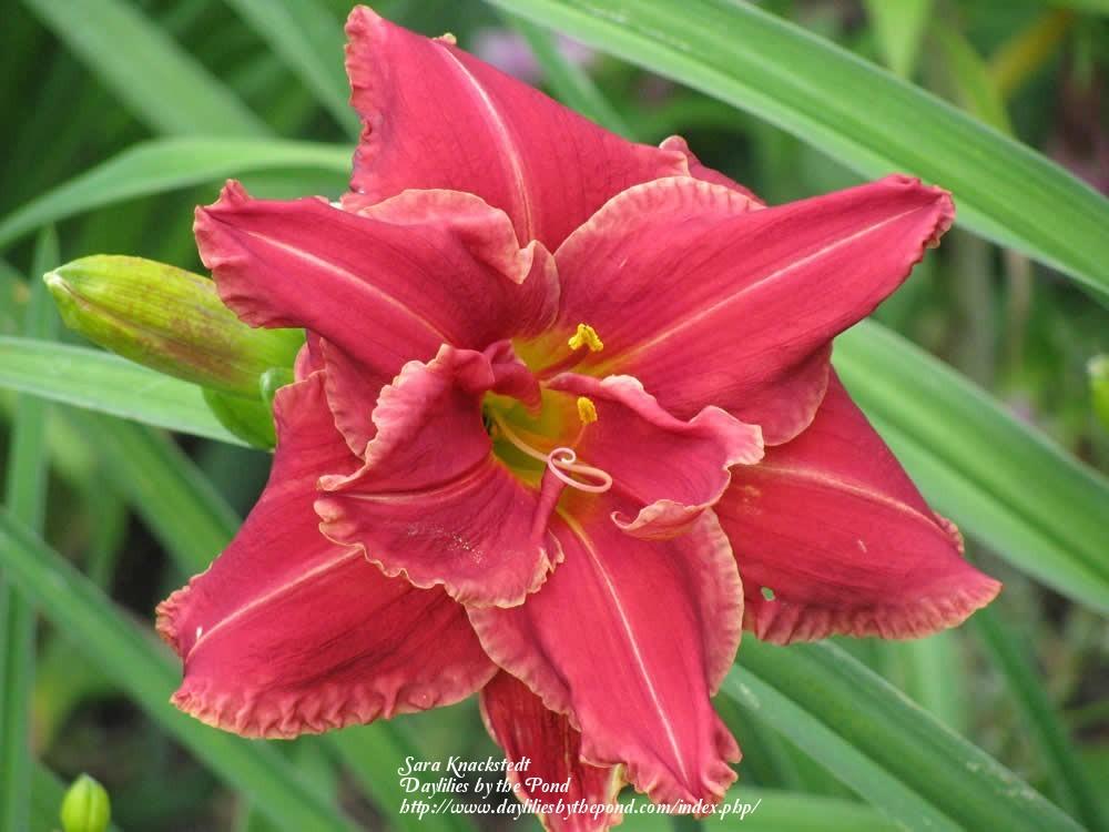 Photo of the bloom of Daylily (Hemerocallis 'Tequila Rose') posted by